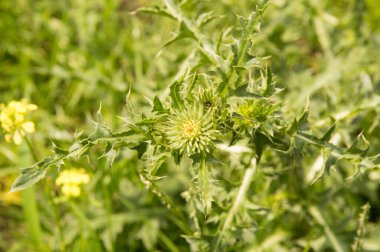 Yakın plan: Çiçeksiz devedikeni