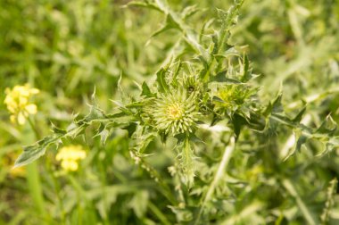 Yakın plan: Çiçeksiz devedikeni
