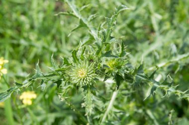 Yakın plan: Çiçeksiz devedikeni