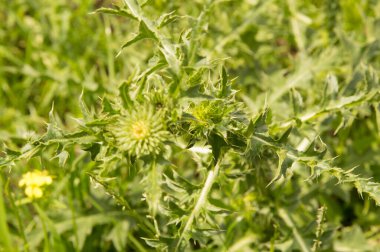 Yakın plan: Çiçeksiz devedikeni