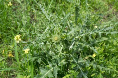 Yakın plan: Çiçeksiz devedikeni