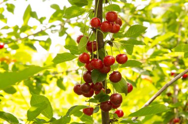 Yakın plan: bol kırmızı kirazlı dallar