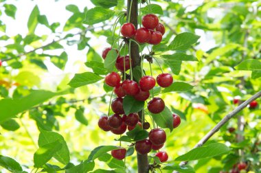 Yakın plan: bol kırmızı kirazlı dallar