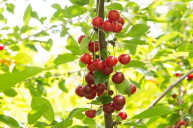 Yakın plan: bol kırmızı kirazlı dallar