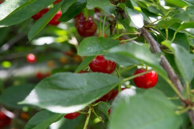 Yakın plan: bol kırmızı kirazlı dallar