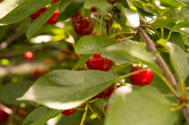 Yakın plan: bol kırmızı kirazlı dallar