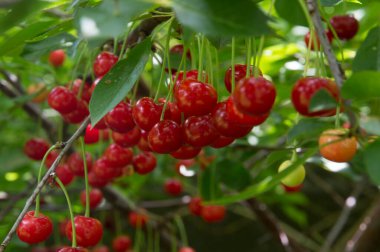 Yakın plan: bol kırmızı kirazlı dallar