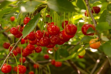 Yakın plan: bol kırmızı kirazlı dallar