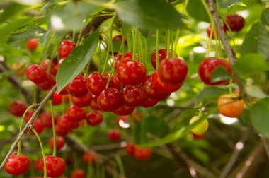Yakın plan: bol kırmızı kirazlı dallar