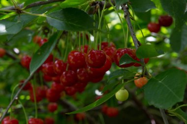 Yakın plan: bol kırmızı kirazlı dallar