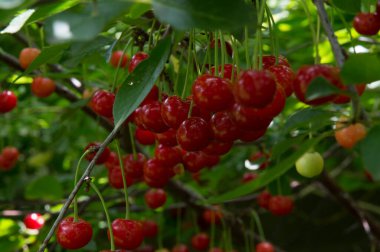 Yakın plan: bol kırmızı kirazlı dallar