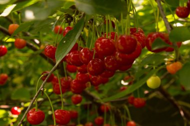 Yakın plan: bol kırmızı kirazlı dallar