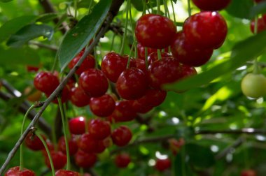 Yakın plan: bol kırmızı kirazlı dallar