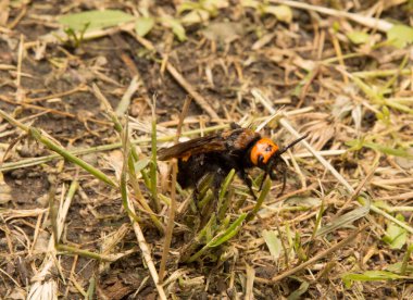 Yakın plan: Kurumuş çimenlerin üzerinde eşek arısı