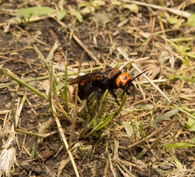 Yakın plan: Kurumuş çimenlerin üzerinde eşek arısı