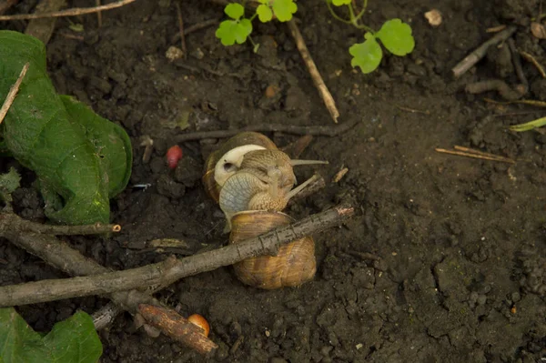 Yakın plan: salyangozlar ağaç dalları arasında ıslak zeminde birleşiyor