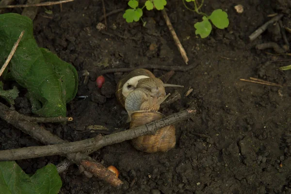 Yakın plan: salyangozlar ağaç dalları arasında ıslak zeminde birleşiyor