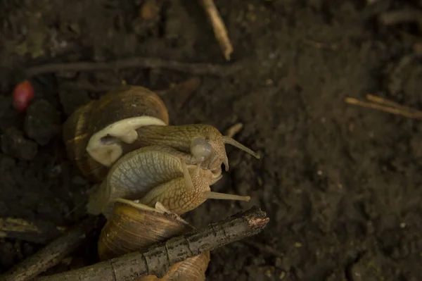 Yakın plan: salyangozlar ağaç dalları arasında ıslak zeminde birleşiyor