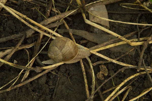 Yakın plan: ağaç dalları arasında ıslak zeminde salyangoz