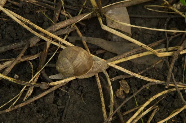 Yakın plan: ağaç dalları arasında ıslak zeminde salyangoz