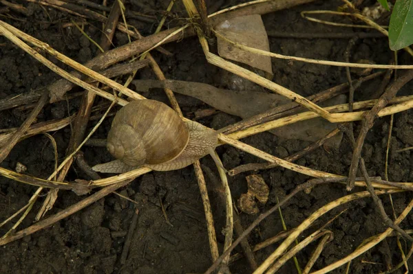 Yakın plan: ağaç dalları arasında ıslak zeminde salyangoz