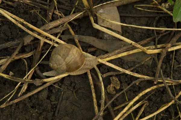 Yakın plan: ağaç dalları arasında ıslak zeminde salyangoz