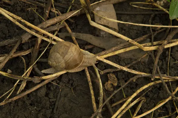 Yakın plan: ağaç dalları arasında ıslak zeminde salyangoz