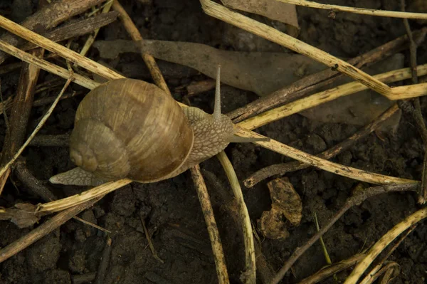 Primer Plano Caracol Suelo Húmedo Entre Las Ramas Los Árboles —  Fotos de Stock