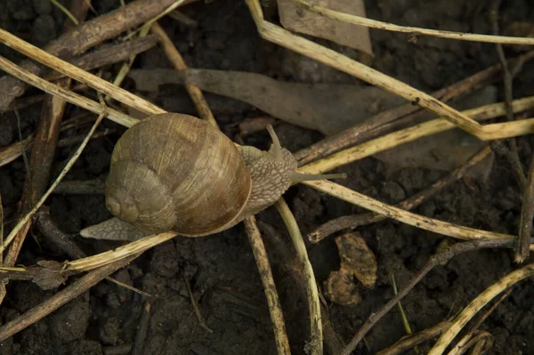 Yakın plan: ağaç dalları arasında ıslak zeminde salyangoz
