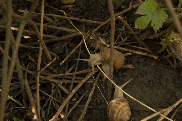 Yakın plan: Ağaç dalları arasında ıslak zeminde iki salyangoz.