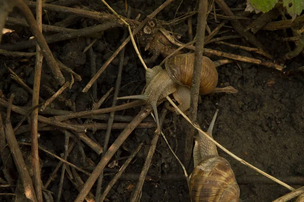 Yakın plan: Ağaç dalları arasında ıslak zeminde iki salyangoz.