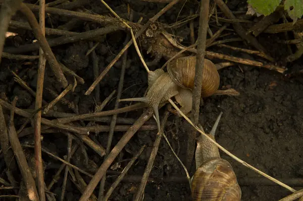 Yakın plan: Ağaç dalları arasında ıslak zeminde iki salyangoz.