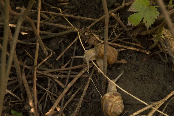 Yakın plan: Ağaç dalları arasında ıslak zeminde iki salyangoz.