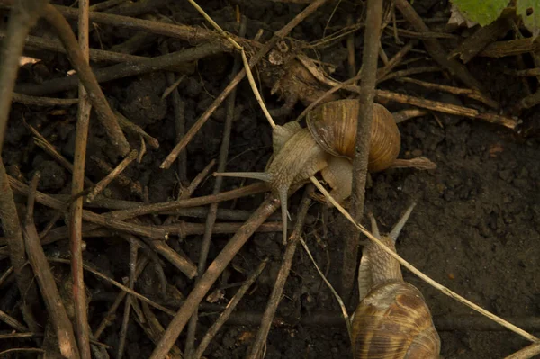 Yakın plan: Ağaç dalları arasında ıslak zeminde iki salyangoz.
