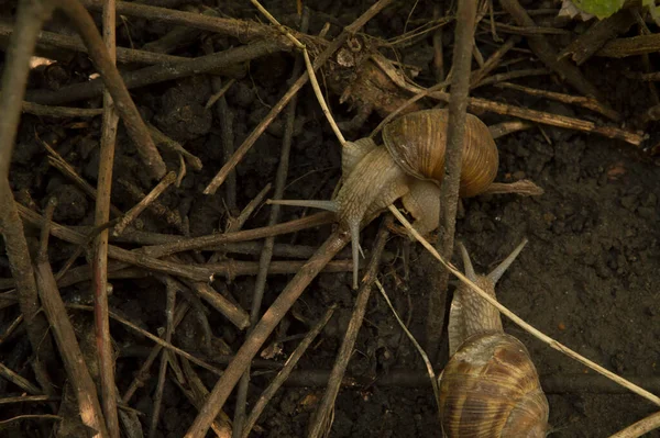 Yakın plan: Ağaç dalları arasında ıslak zeminde iki salyangoz.