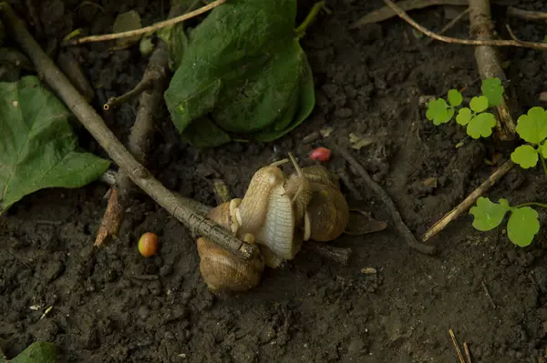 Yakın plan: salyangozlar ağaç dalları arasında ıslak zeminde birleşiyor