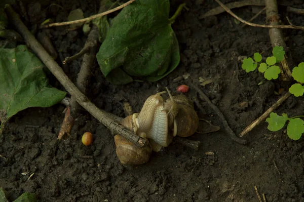 Yakın plan: salyangozlar ağaç dalları arasında ıslak zeminde birleşiyor