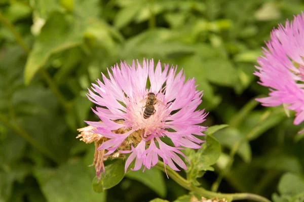 Nahaufnahme Purpurfarbene Zentauren Mit Einer Biene Die Honigtau Sammelt — Stockfoto