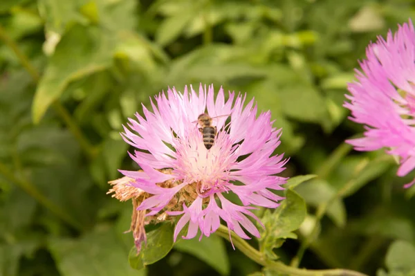 Yakın plan: Mor Centaurea ve bal taneleri.
