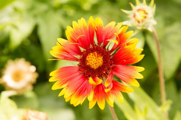 Yakın plan: sarı kenarlı yapraklı turuncu gaillardiya.