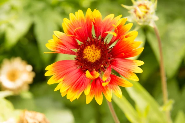 Yakın plan: sarı kenarlı yapraklı turuncu gaillardiya.