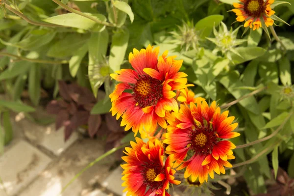 Nahaufnahme Orangefarbene Gaillardia Mit Gelb Umrandeten Blütenblättern — Stockfoto