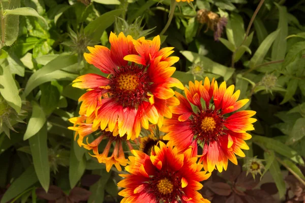 Yakın plan: sarı kenarlı yapraklı turuncu gaillardiya.