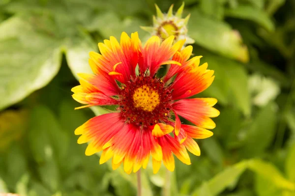 Yakın plan: sarı kenarlı yapraklı turuncu gaillardiya.