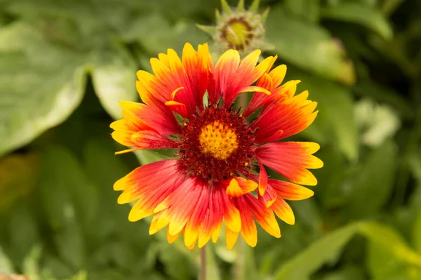 Yakın plan: sarı kenarlı yapraklı turuncu gaillardiya.