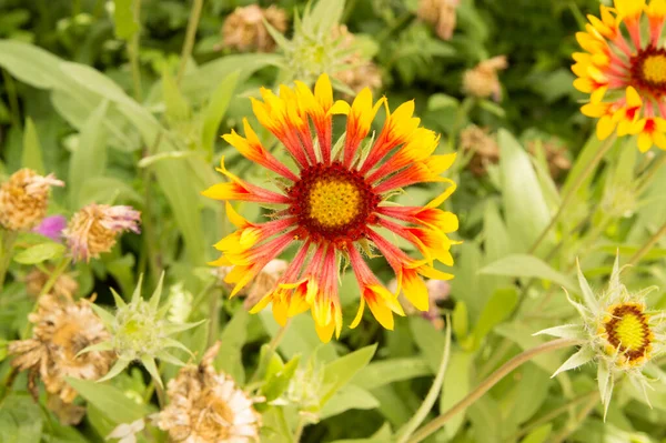 Närbild Orange Gaillardia Med Gula Kantade Kronblad — Stockfoto