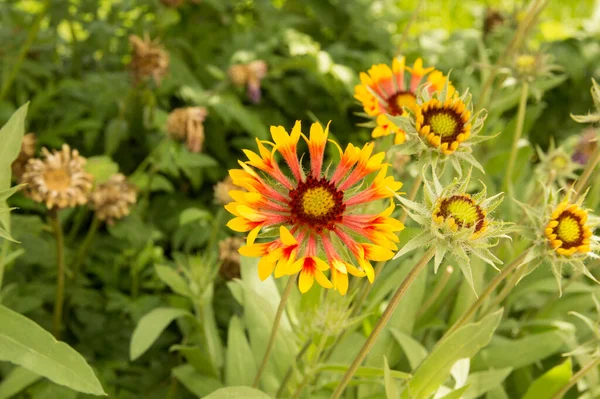Yakın plan: sarı kenarlı yapraklı turuncu gaillardiya.
