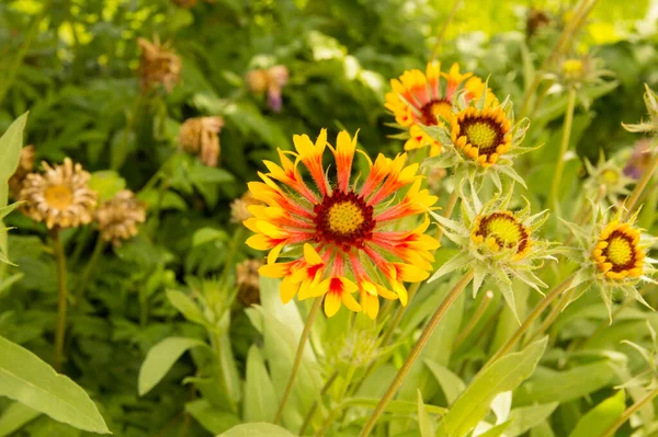 Yakın plan: sarı kenarlı yapraklı turuncu gaillardiya.