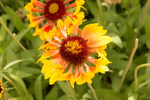 Yakın plan: sarı kenarlı yapraklı turuncu gaillardiya.