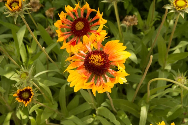 Yakın plan: sarı kenarlı yapraklı turuncu gaillardiya.
